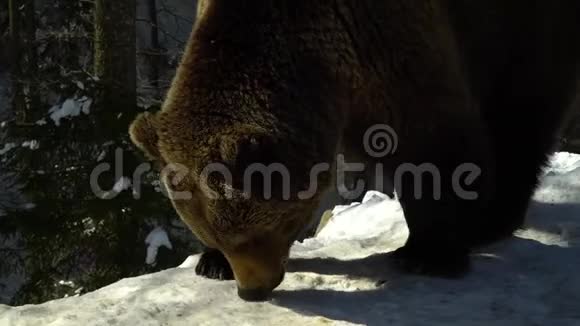 冬天森林里的棕熊一只熊在雪地里吃东西视频的预览图
