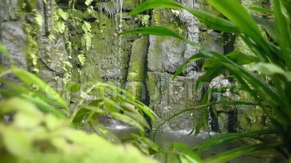 热带雨林中的热带瀑布落和流水落在岩石上水滴落在水和石头上视频的预览图