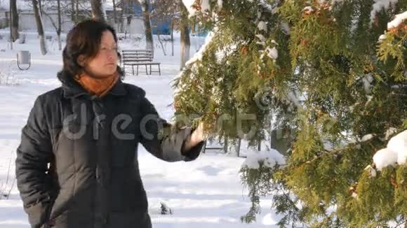 一个年轻的女人在公园里街道上有一棵冷杉手摸着树枝检查它们冬季视频的预览图