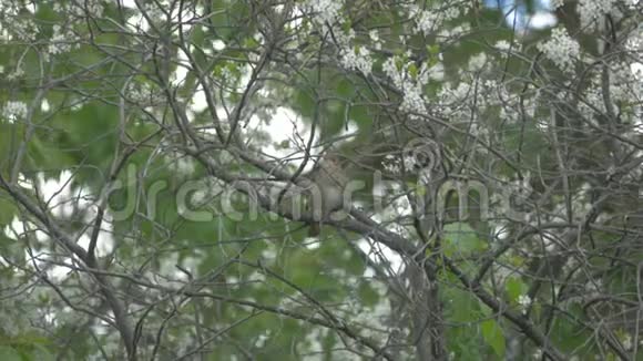 夜莺坐在树枝上唱歌视频的预览图