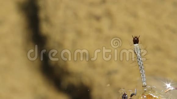 一个库蚊幼虫在野外进食的特写镜头视频的预览图