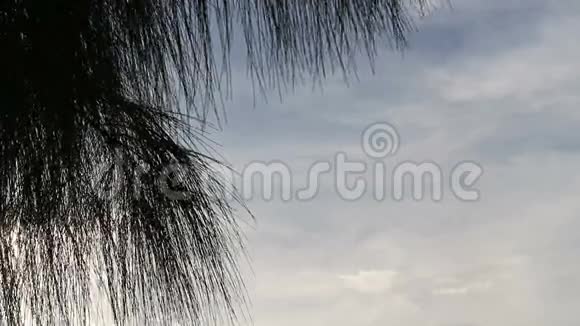 蓝天上的剪影松树视频的预览图