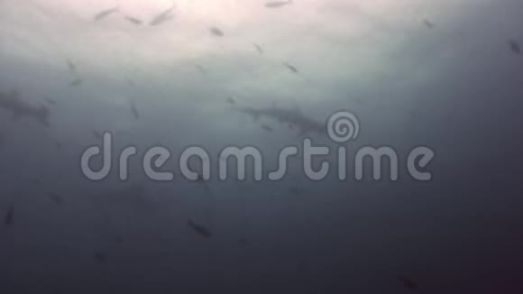 加拉帕戈斯群岛海鱼水下泻湖中的锤头鲨群视频的预览图
