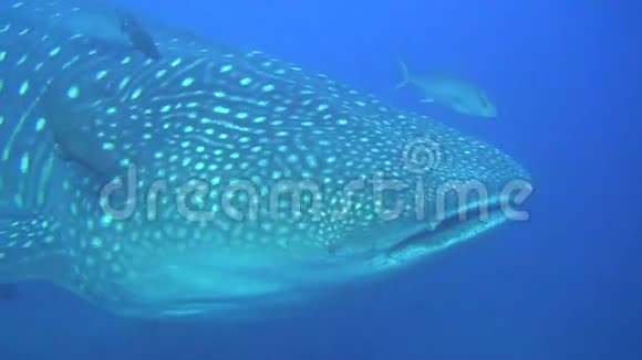 加拉帕戈斯群岛水下景观背景下的大型鲸鲨视频的预览图