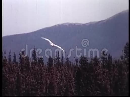 鹰缓慢地飞行视频的预览图