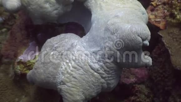 菲律宾野生动物海洋中未知的水下视频的预览图