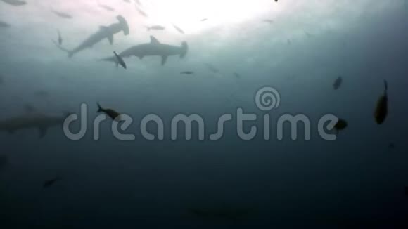 加拉帕戈斯海底锤头鲨的底部景观视频的预览图