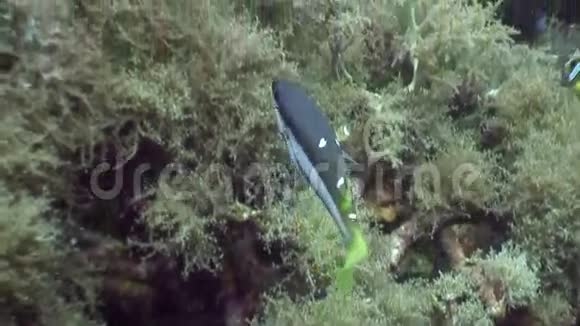 菲律宾野生动物海洋水下斑点鱼学校视频的预览图