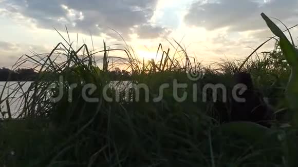 日落时分德尼伯河畔覆盖着绿色湿地峡谷芦苇视频的预览图