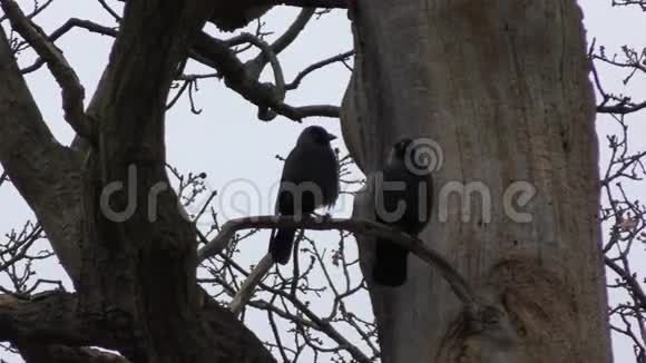 一棵树上的杰克几只黑鸟视频的预览图