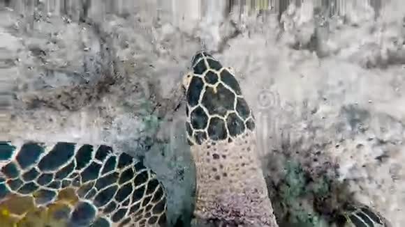 非常美丽的异国海龟漂浮在海底吃藻类海洋动物的俯视图在附近潜水视频的预览图