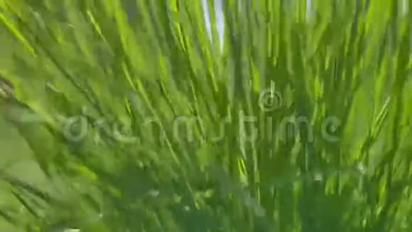草在风中移动快关门垂直方向视频的预览图