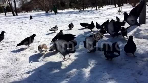 美国纽约公园雪鸽成群结队地表演慢动作视频的预览图