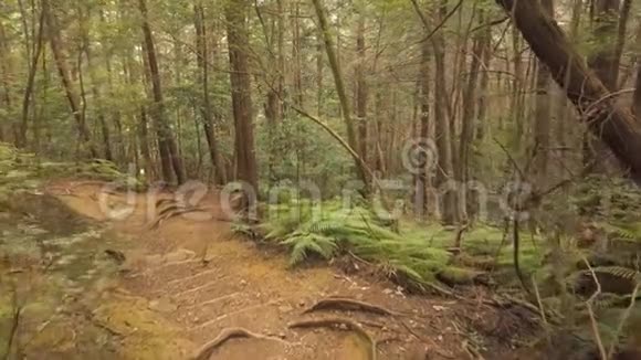 奥基加拉神秘的日本森林镜头视频的预览图