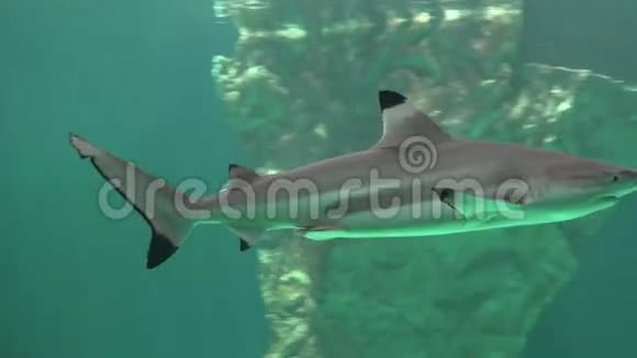 深海的鲨鱼和捕食者视频的预览图