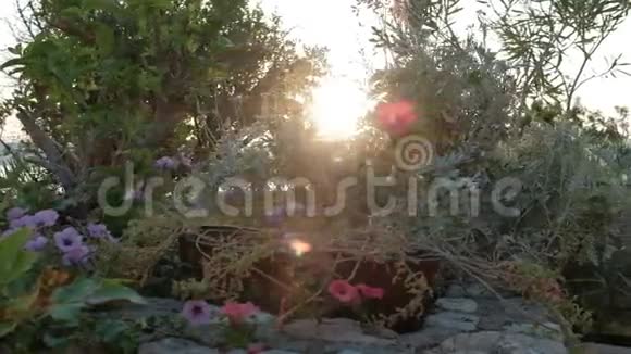 落日用不同的植物照亮花坛中的花朵视频的预览图