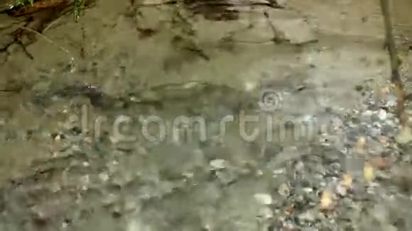 小溪里的鲑鱼视频的预览图