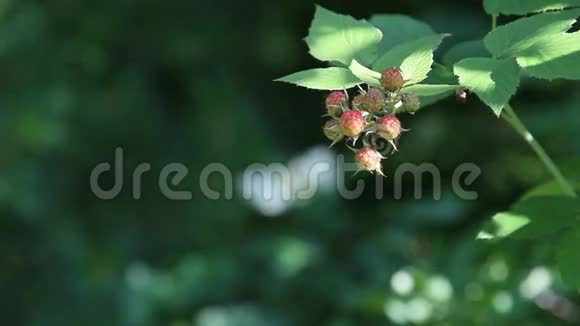 红树莓视频的预览图