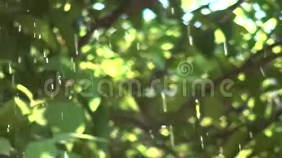 落在树枝上的雨滴1视频的预览图