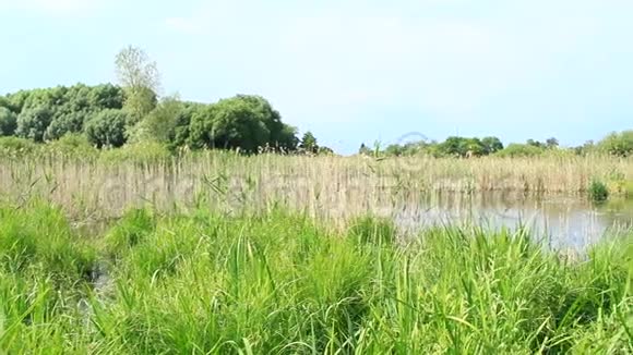 春天沼泽的景观和洪水视频的预览图