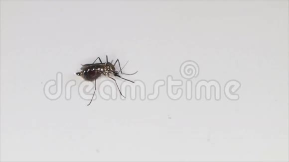 蚊子吸血后视频的预览图