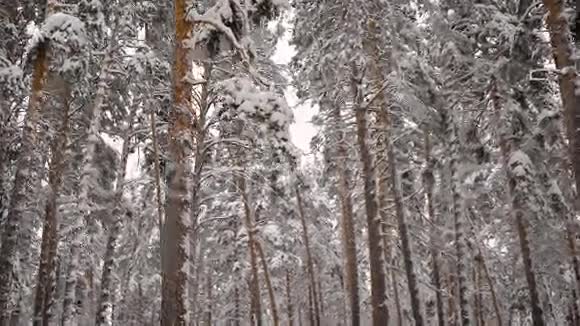 冬林回顾树木被白雪覆盖是冰霜的空气酸涩的芳香针和圆周率视频的预览图