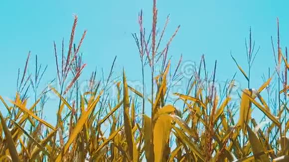 黄色生活方式有机玉米田干熟玉米的农业概念玉米收获天然产品农业视频的预览图
