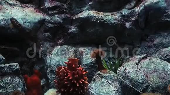 海洋馆大型水族馆有稀有鱼类视频的预览图