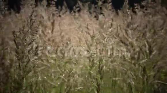 蓬发草除痫小型风在夏季阳光明媚的一天摆动一根草视频的预览图