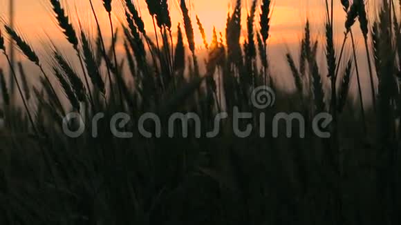 日落背景下的麦穗视频的预览图