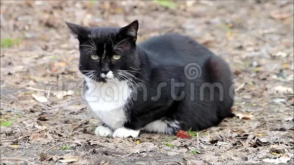 黑猫坐在秋天视频的预览图