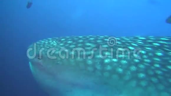 加拉帕戈斯群岛水下景观背景下的大型鲸鲨视频的预览图