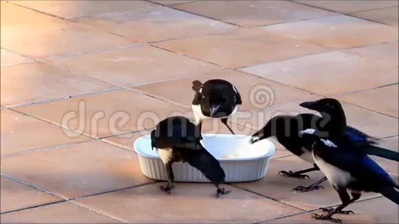 喜鹊啄食罐头视频的预览图