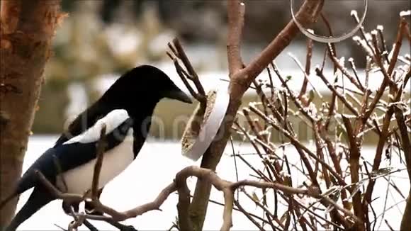 非常饥饿的喜鹊在喂食处视频的预览图