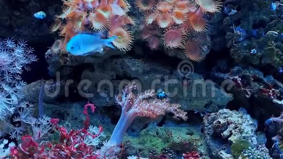 海洋馆大型水族馆有稀有鱼类视频的预览图