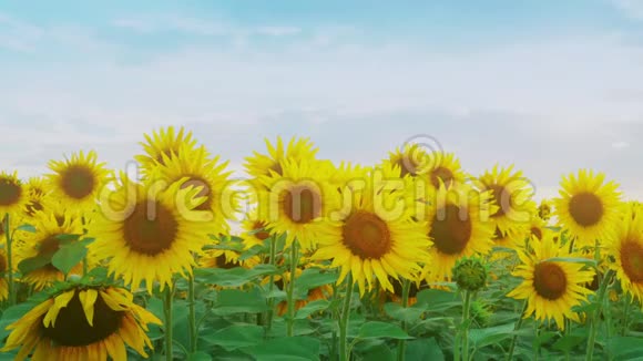 日落天空背景上的向日葵特写农场里盛开的向日葵夏季农业的光辉景象视频的预览图
