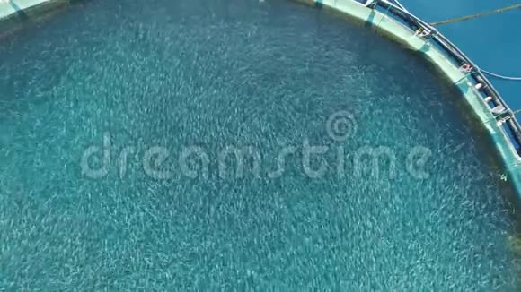 海中养鱼场用圆网围起来视频的预览图