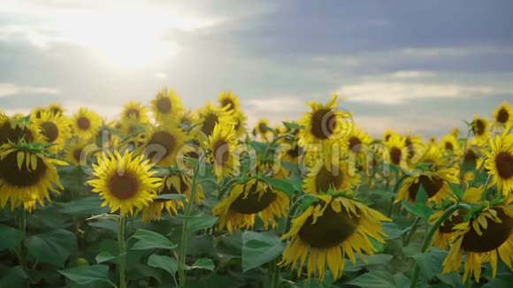 日落天空背景上的向日葵特写农场里盛开的向日葵夏季农业的光辉景象视频的预览图