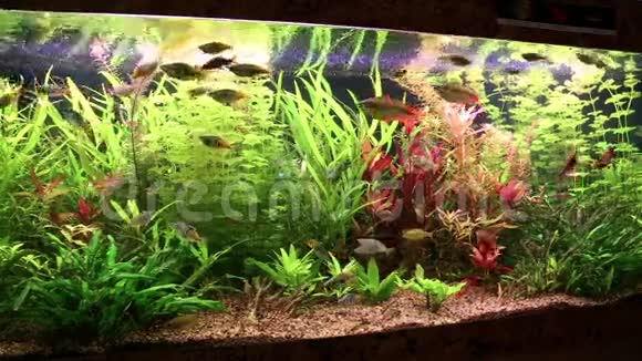 鱼类和水生植物视频的预览图