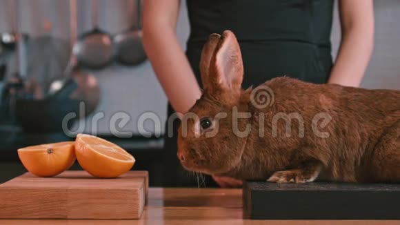 兔子坐在船上女人的手抚摸兔子兔嗅视频的预览图
