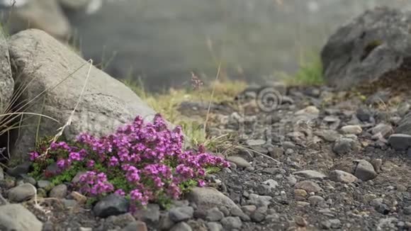 冰岛自然的细节视频的预览图