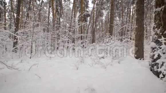 镜头移动在一个雪林与许多松树令人难以置信的美丽木材在冬季白雪公主视频的预览图