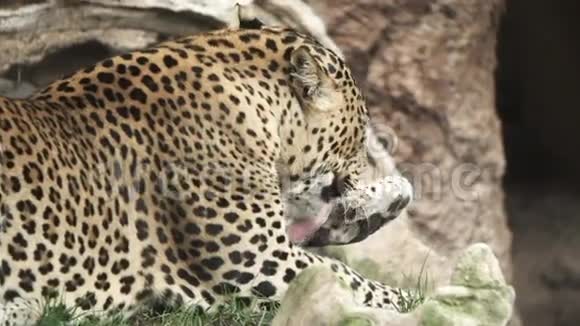一只豹子用超慢动作舔腿视频的预览图