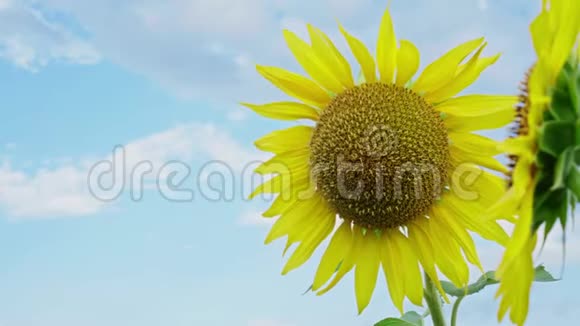 天空背景上的向日葵特写农场里盛开的向日葵农业植物的夏日闪亮景象视频的预览图