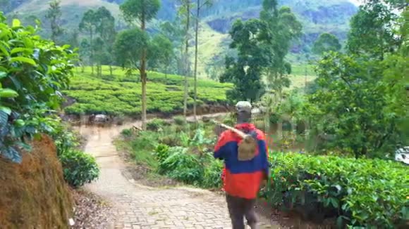 斯里兰卡当地工人沿茶园步行视频的预览图