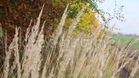 秋天的草地俄罗斯战场视频的预览图