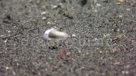 菲律宾海洋沙底清水中的鱼视频的预览图