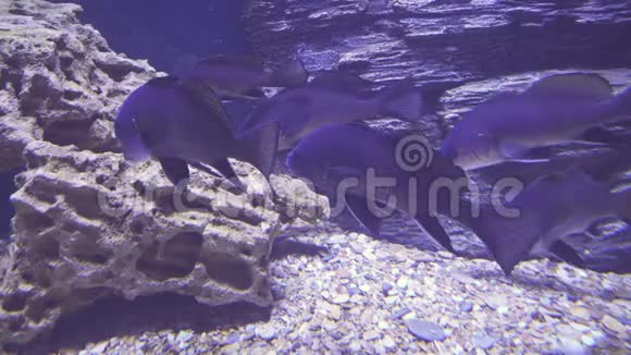 咸水水族馆的黑鼓录像视频的预览图