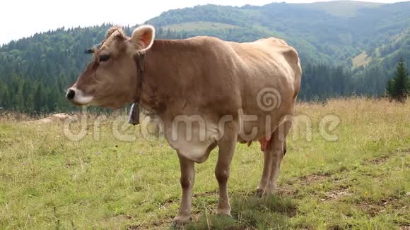 草原上的棕牛视频的预览图