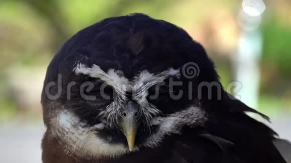 暴躁光谱猫头鹰图片视频的预览图
